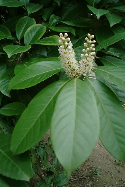 laurier_1