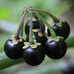 Recherche de toxicité par fruits